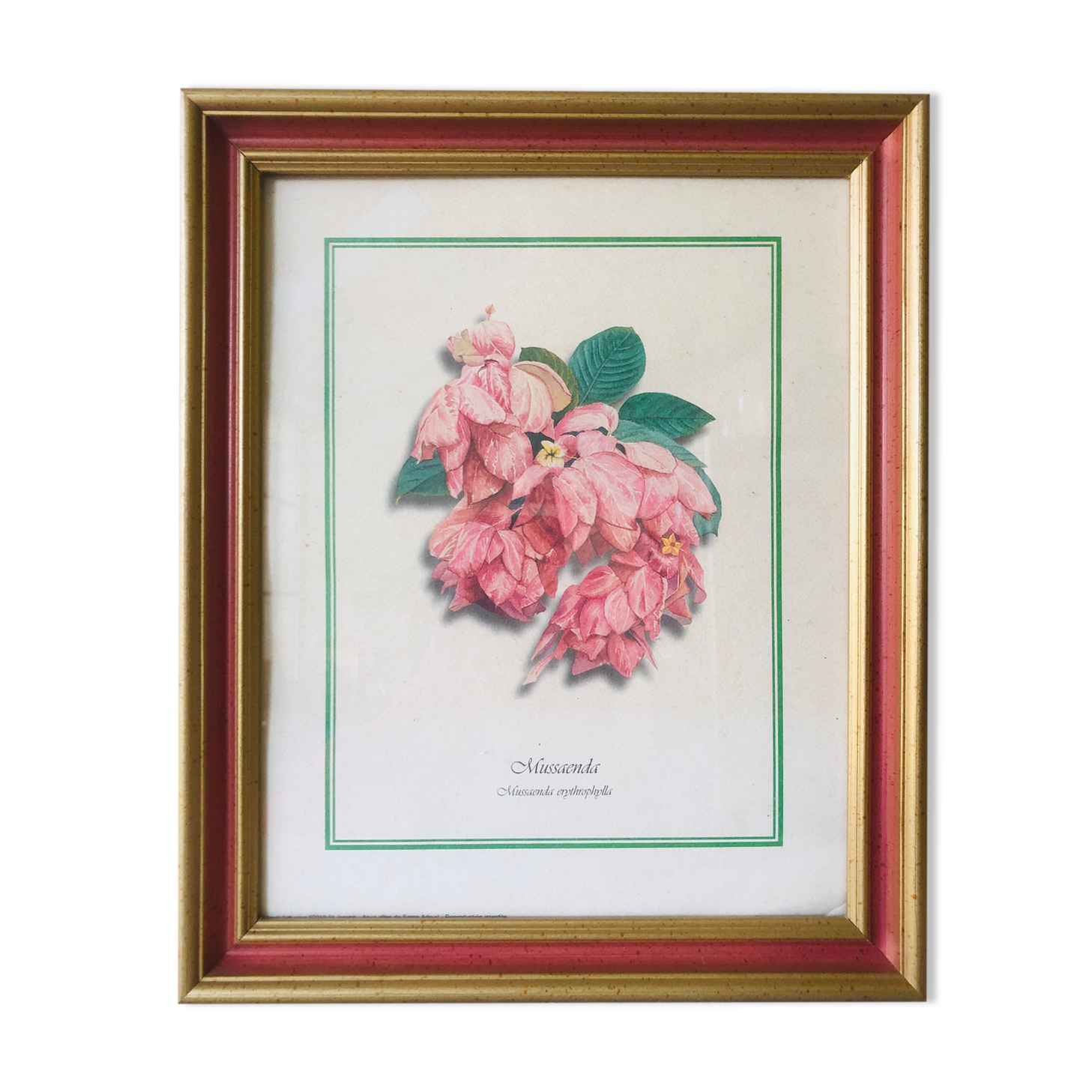 Old botanical poster