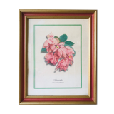 Old botanical poster