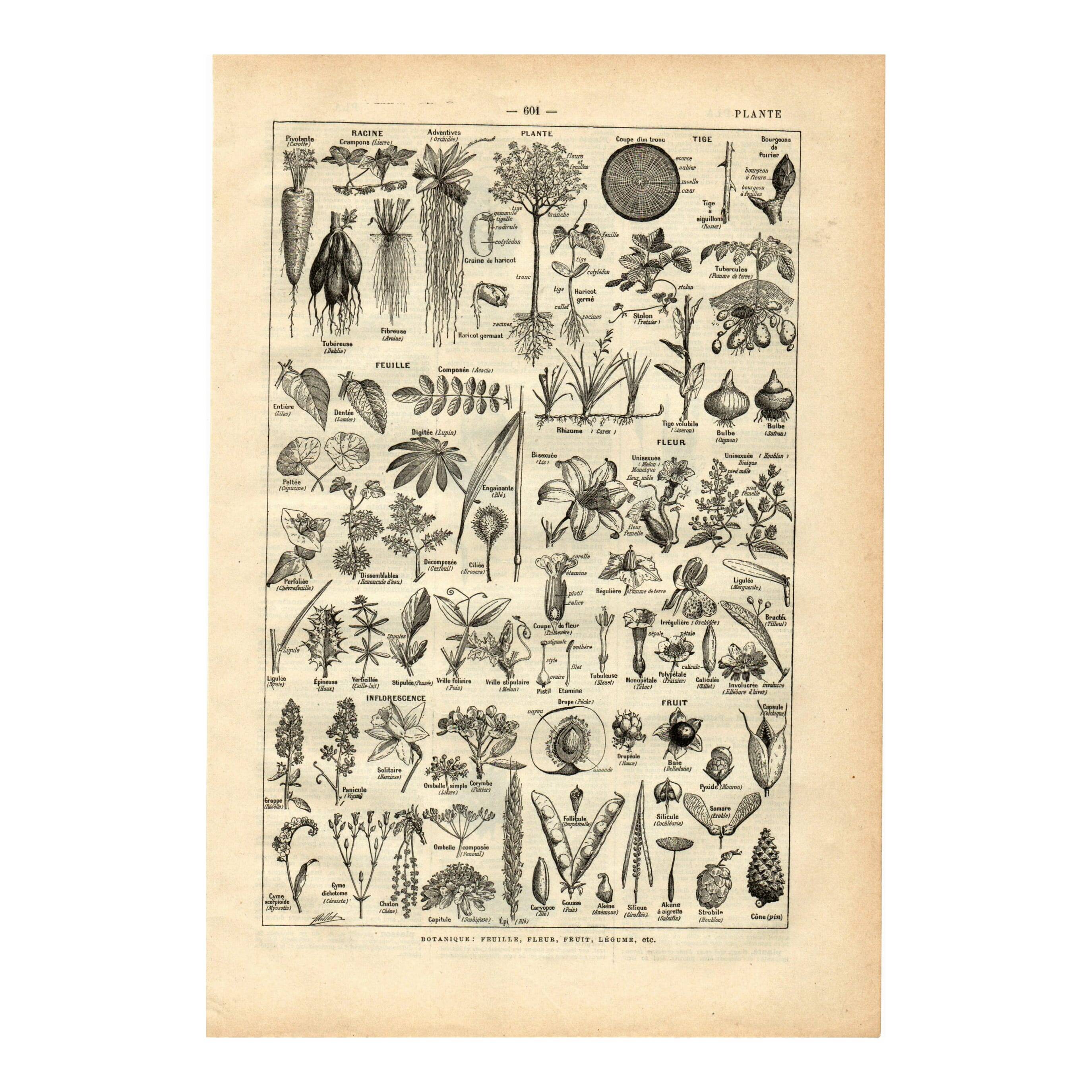 Old engraving from 1923 - Botany - Plant morphology by A. Millot