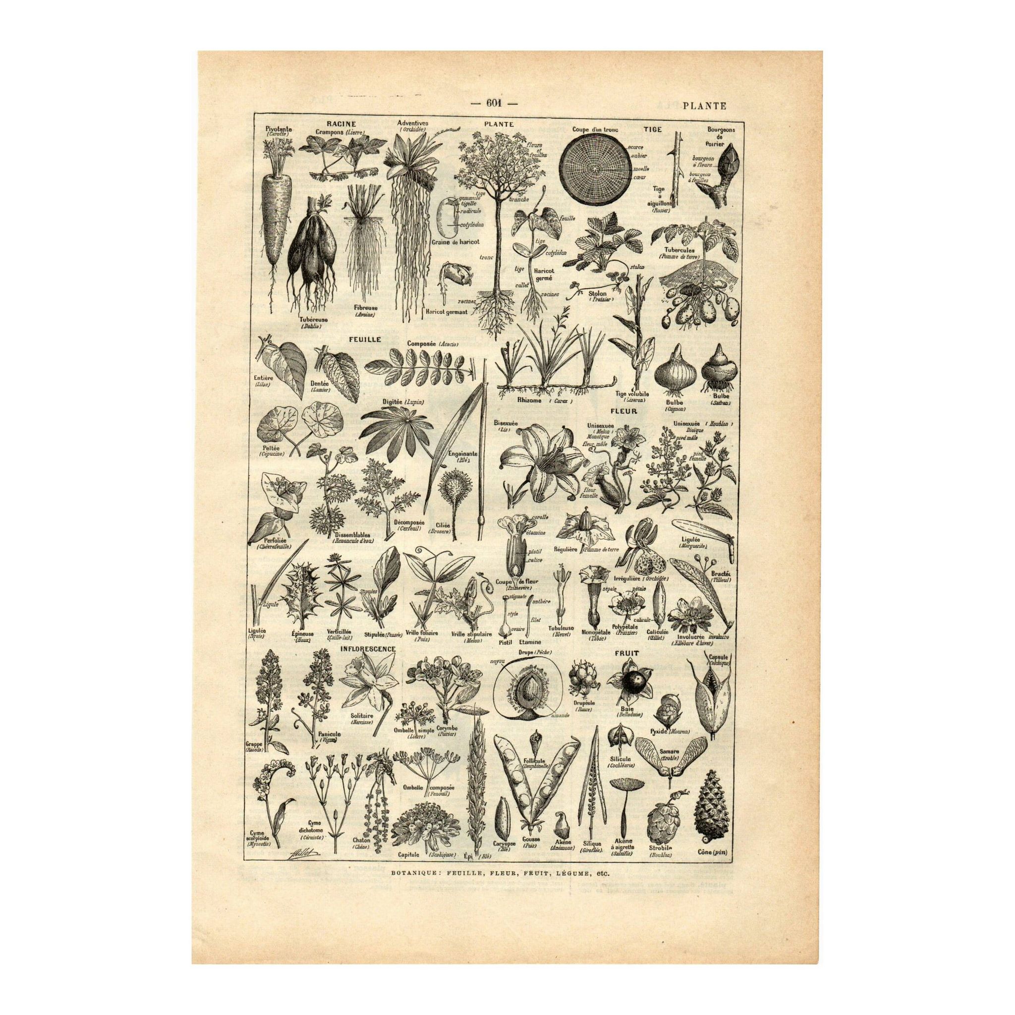 Gravure ancienne de 1923 - Botanique - Morphologie végétale par A. Millot