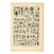 Gravure ancienne de 1923 - Botanique - Morphologie végétale par A. Millot