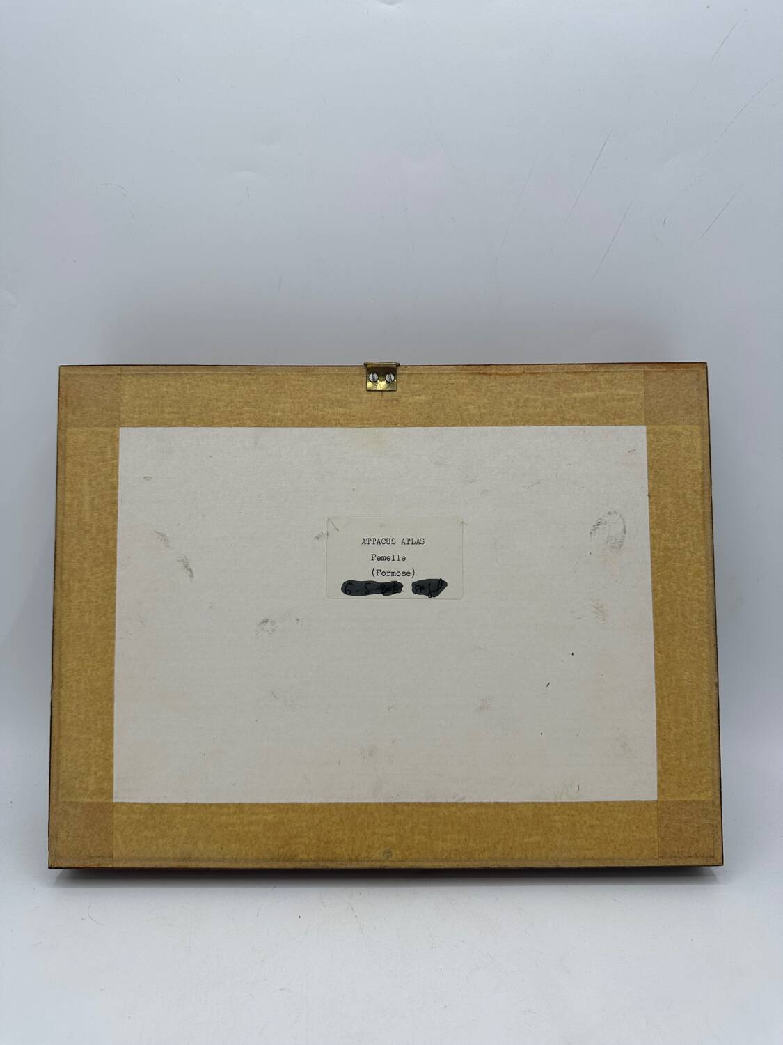 Vintage butterfly frame