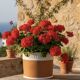 Terracotta cache-pot and slip - Maison Chaumette Paris