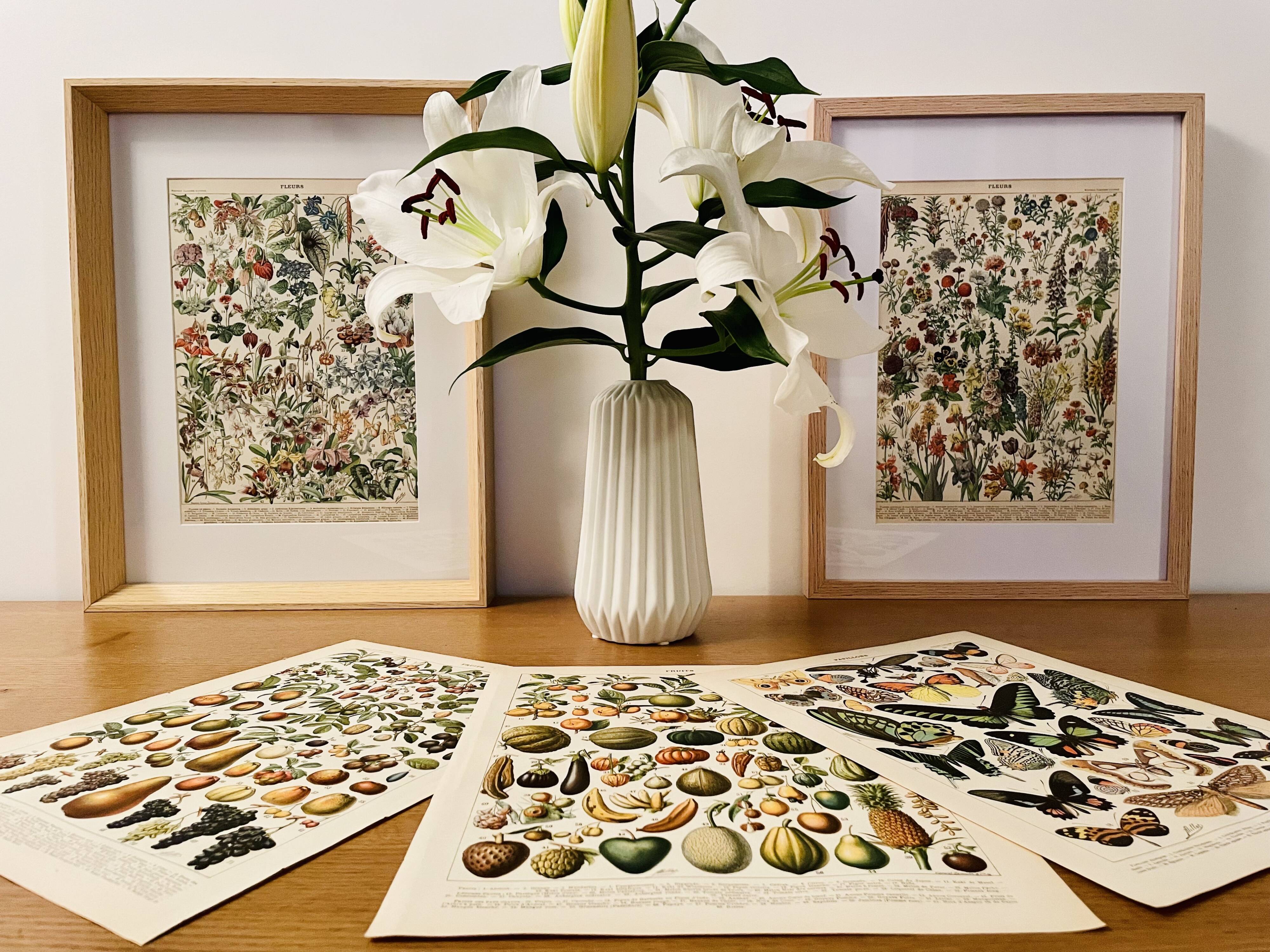 Lithograph on medicinal plants (mistletoe) - 1930