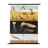Wall poster of the school from Jung-Koch-Quentell "mosquito" 1972