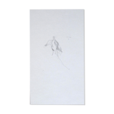 Fuchsia, dessin original