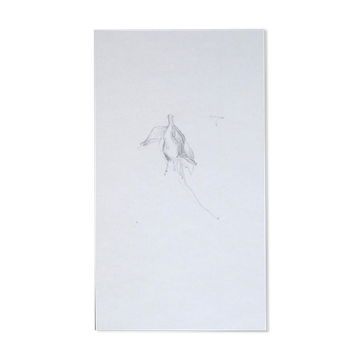 Fuchsia, original drawing