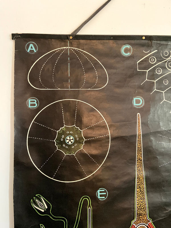 Dr. Auzoux's pedagogical poster - The Urchin - 1958