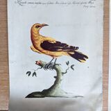 9 bird illustrations