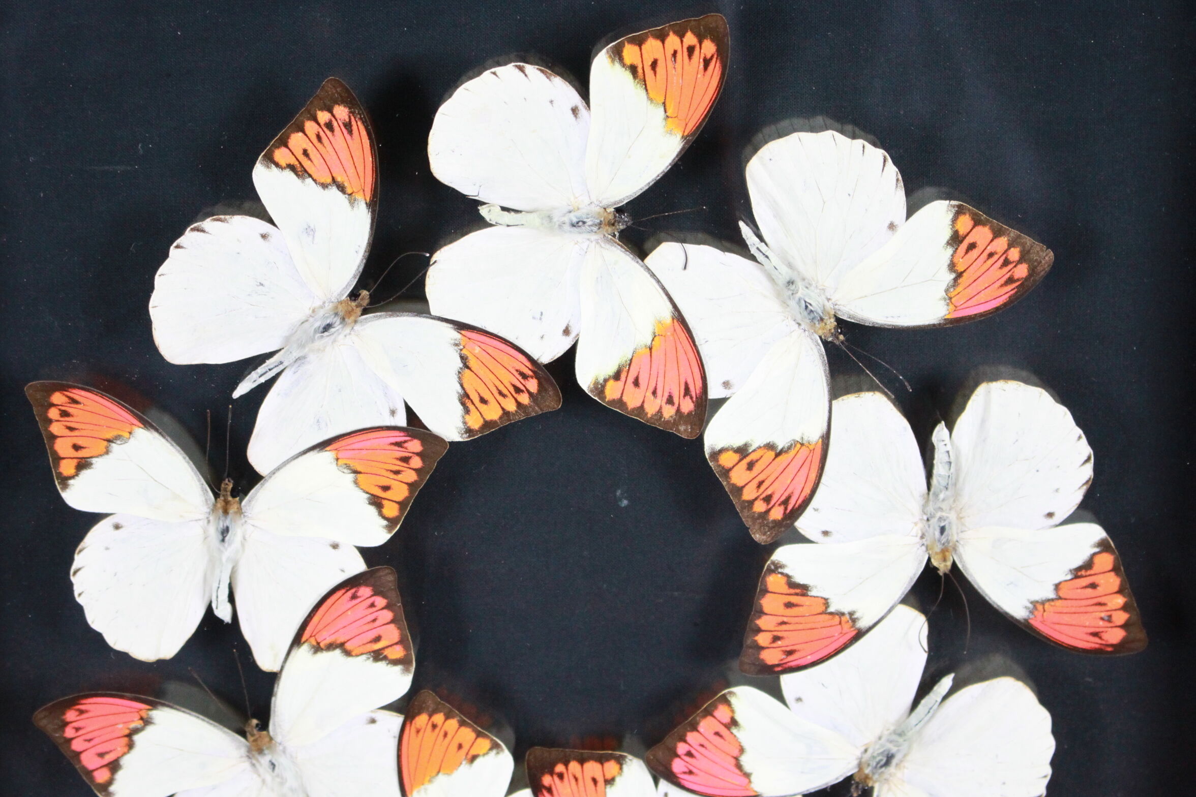 Envolée de papillons