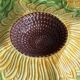 Divided plate, sunflower in slipware