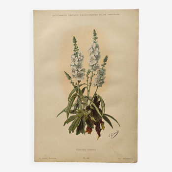 Gravure ancienne de fleur 1899 - Sidalcea Candida - Planche botanique vintage