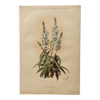 Gravure ancienne de fleur 1899 - Sidalcea Candida - Planche botanique vintage