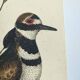 Old bird engraving - Screaming Plover - Zoological plate by Seligmann & Catesby