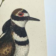 Old bird engraving - Screaming Plover - Zoological plate by Seligmann & Catesby