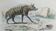 Original Zoological Plate " Hyena & Otter of Canada - Buffon 1940