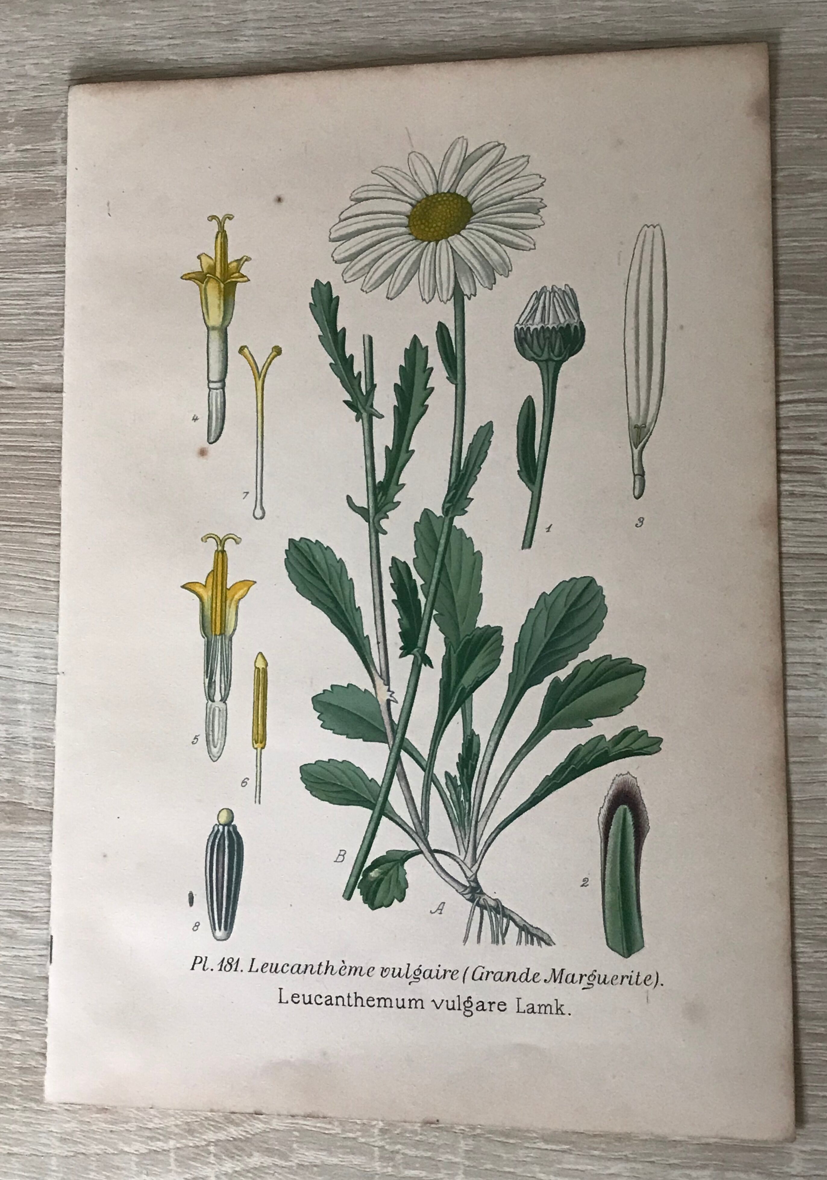 Botanical flowering boards of 19th century fields