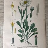 Botanical flowering boards of 19th century fields