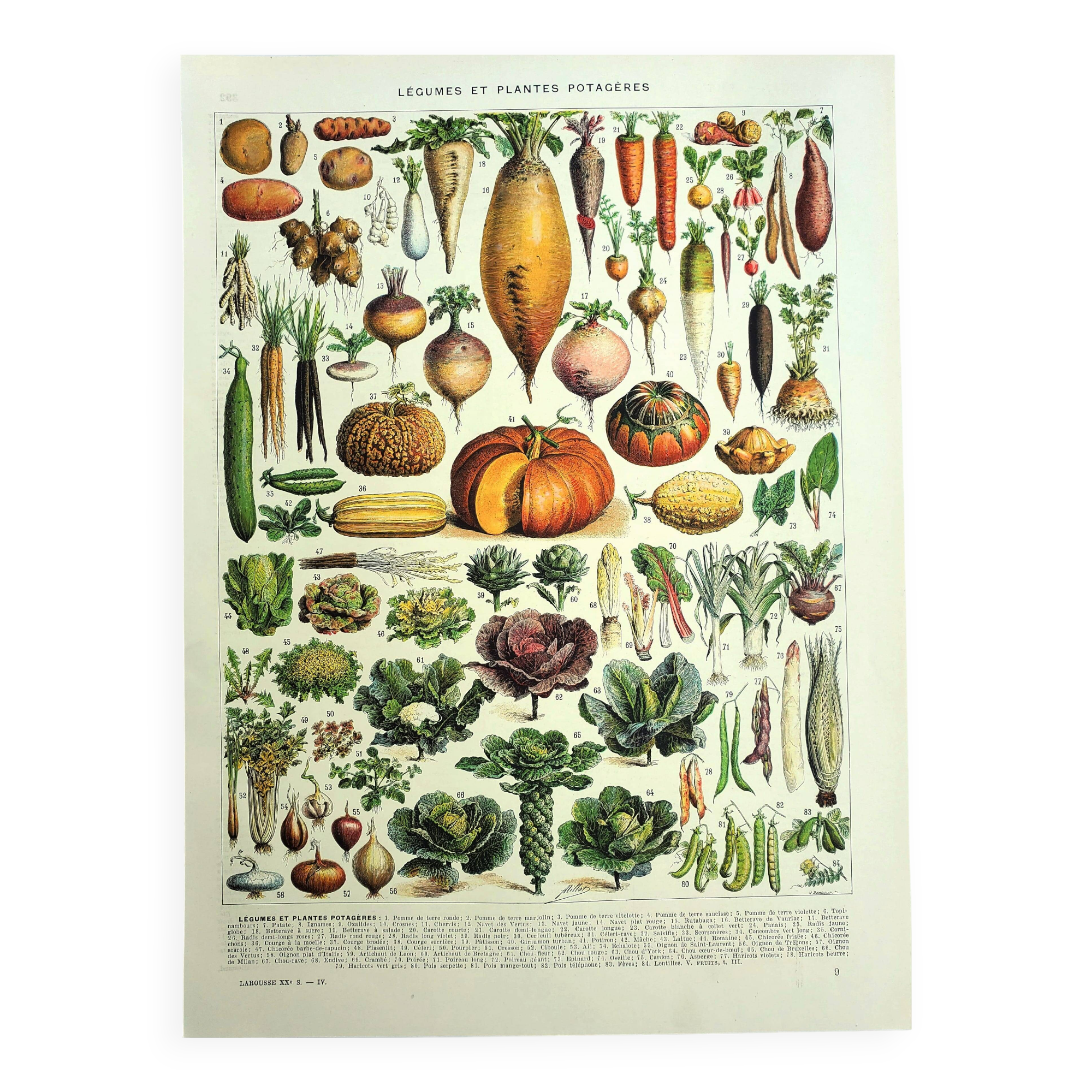 Botanical engraving 1928 A. Millot - Vegetables and vegetable plants, vegetable garden