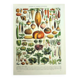 Gravure botanique 1928 A. Millot - Légumes et plantes potagères, potager