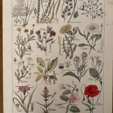 Lithograph weeds weeds - 1920