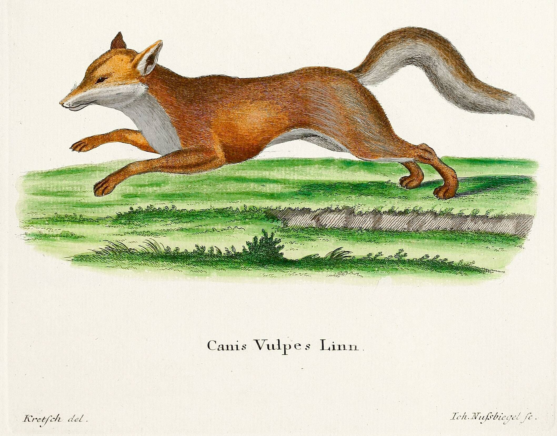 Poster about the Fox, based on an old engraving from 1774.