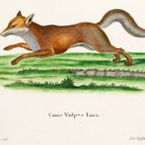 Poster about the Fox, based on an old engraving from 1774.