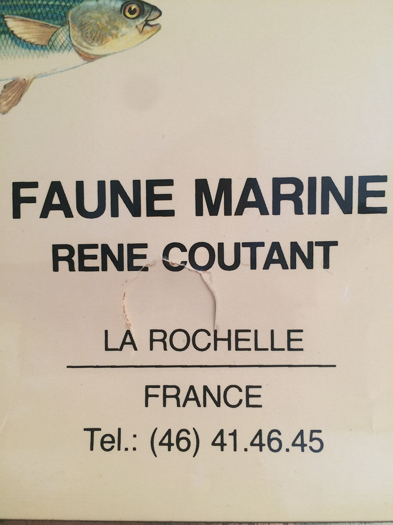 Vintage marine wildlife poster, 80s