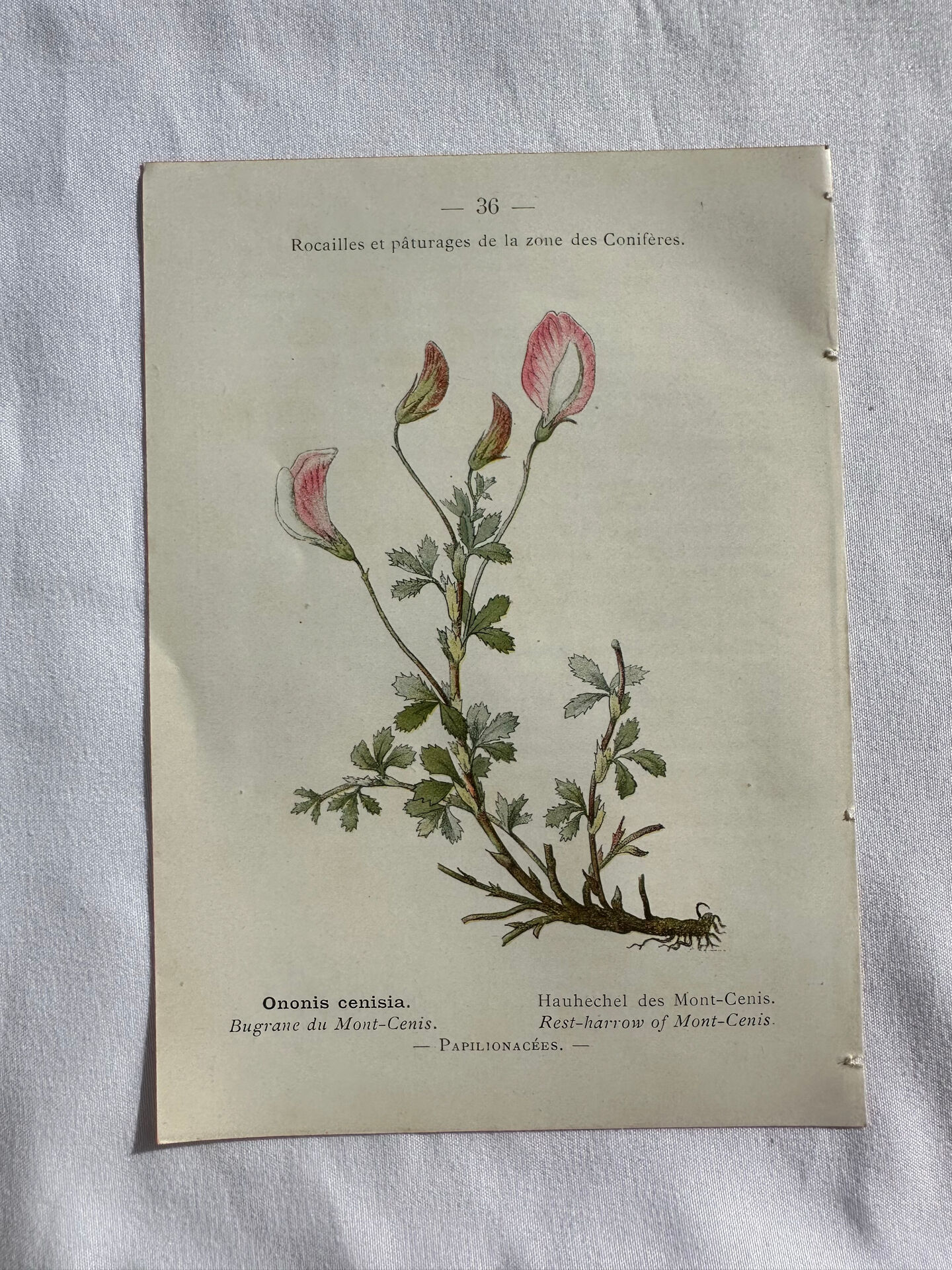 Naturalist Plate – 19th Century Botanical Engraving, Double-Sided