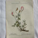 Naturalist Plate – 19th Century Botanical Engraving, Double-Sided