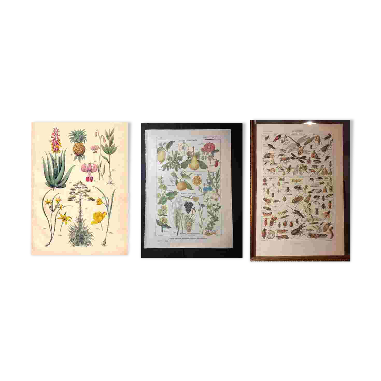 Set of two lithographs from 1922 and a poster on plants