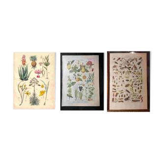 Set of two lithographs from 1922 and a poster on plants
