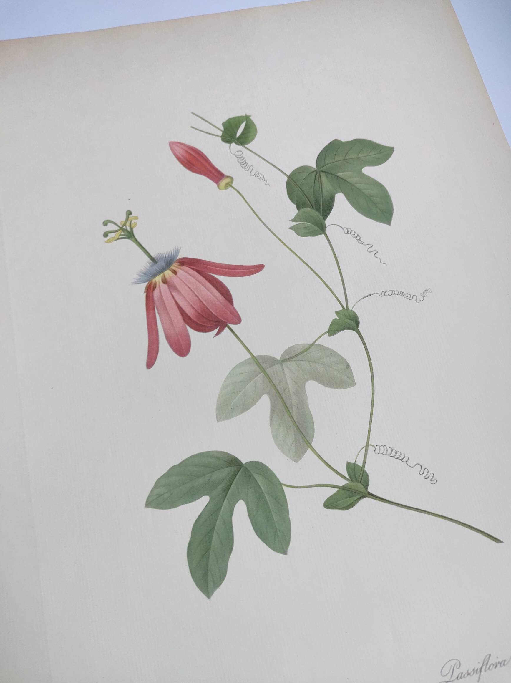 Vintage Botanical Engraving -1955- Passiflora or Grenadilla - by Redouté
