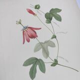 Vintage Botanical Engraving -1955- Passiflora or Grenadilla - by Redouté