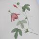 Vintage Botanical Engraving -1955- Passiflora or Grenadilla - by Redouté
