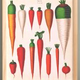 Poster about Carrots, based on an old engraving from 1886.