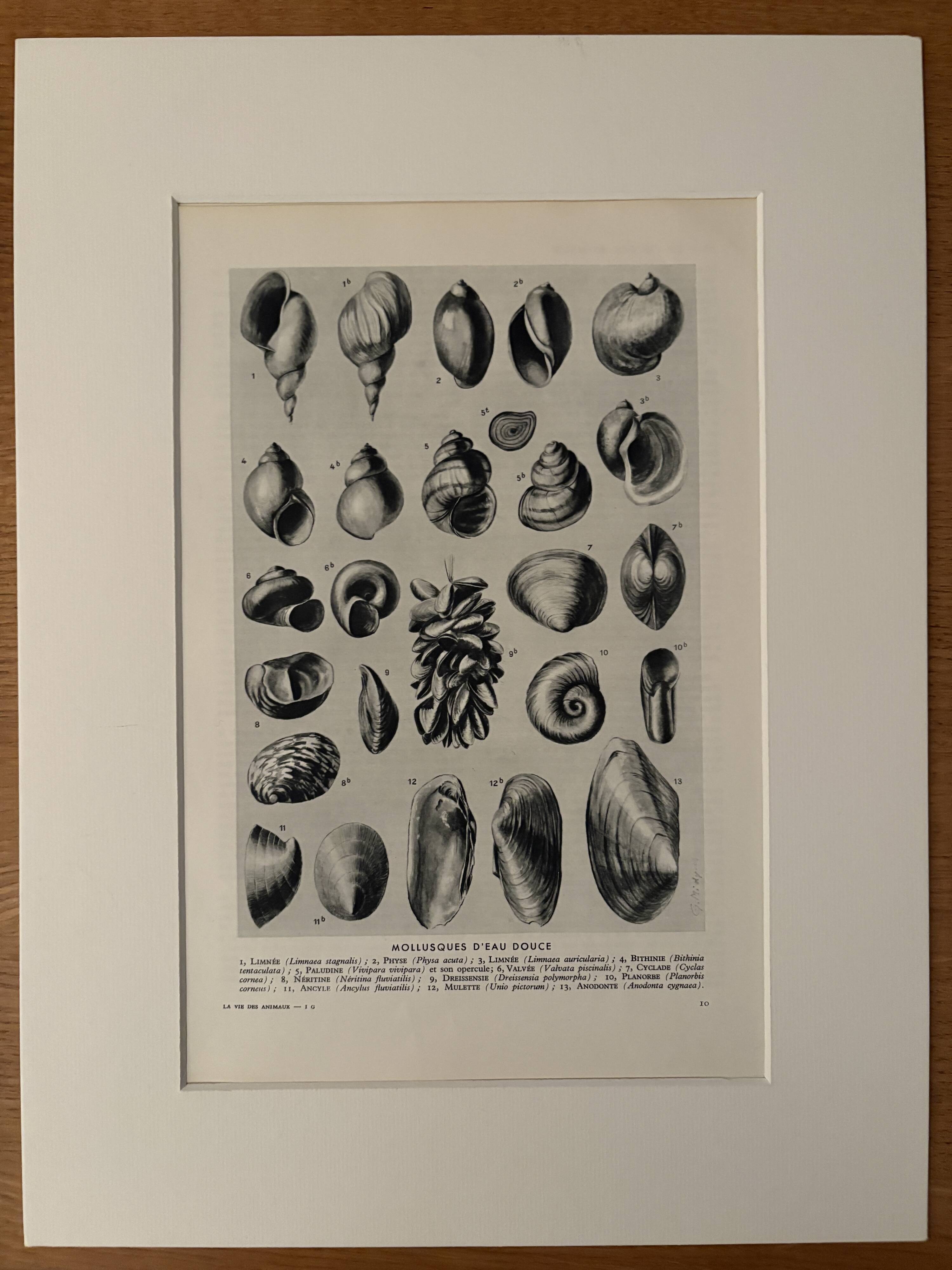 Illustrated plate on shells (freshwater molluscs) – 1950