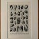 Illustrated plate on shells (freshwater molluscs) – 1950