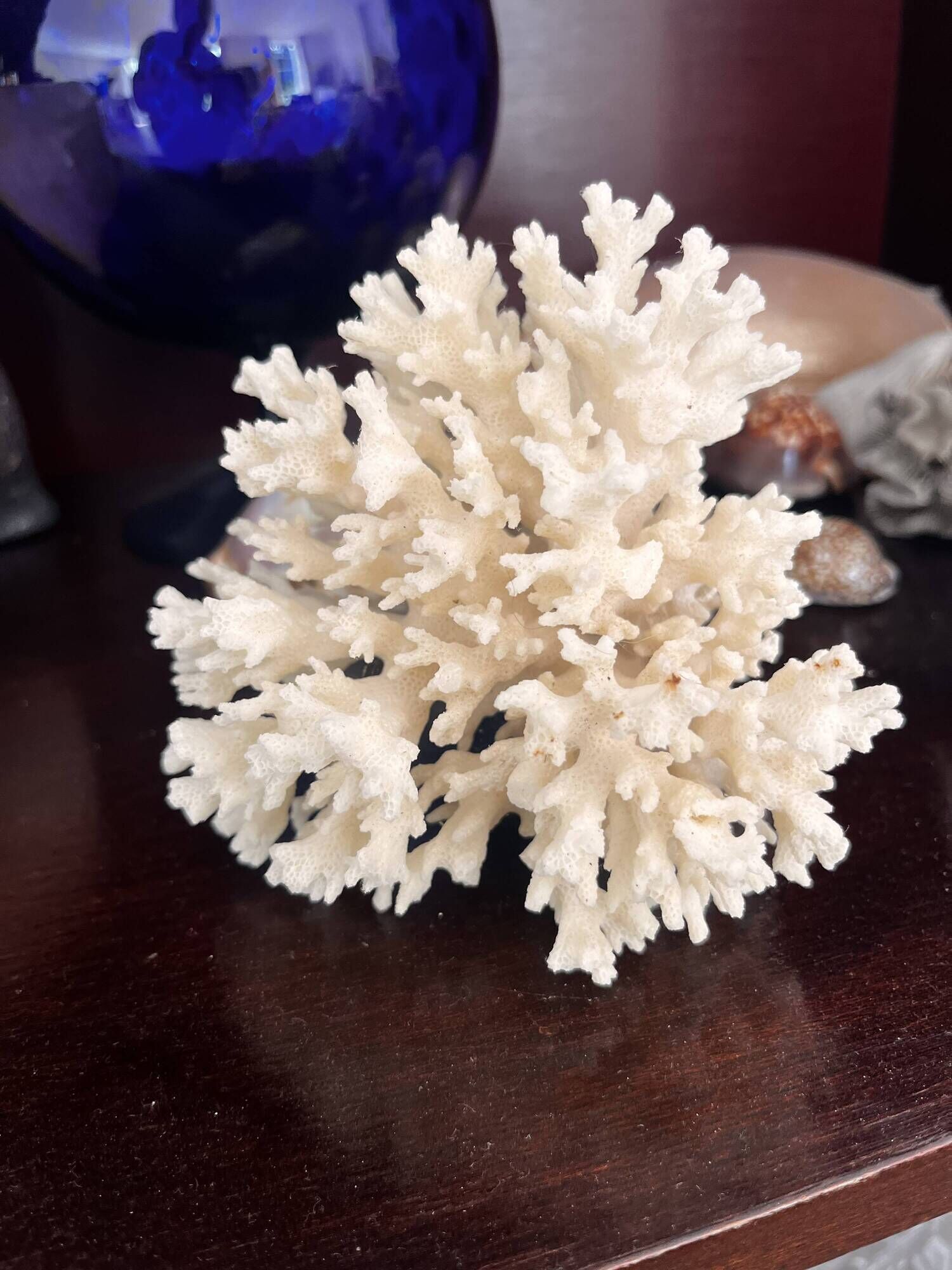 Ancient coral