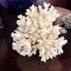 Ancient coral