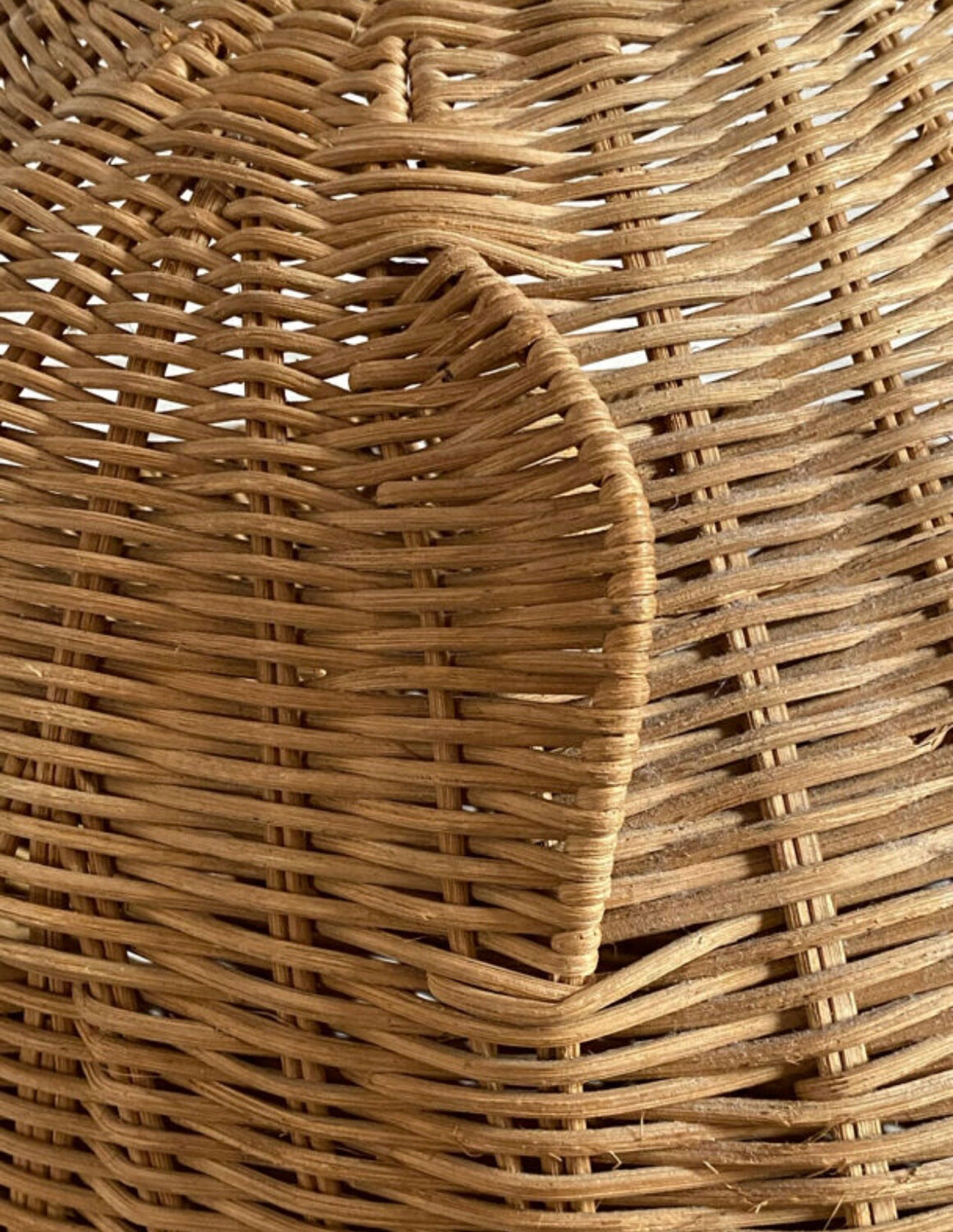 Willow frog Olivier Cajan