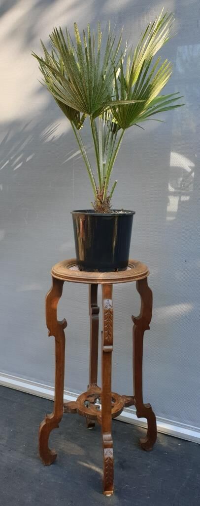 Sellette guéridon noyer art nouveau 1900 marbre rose