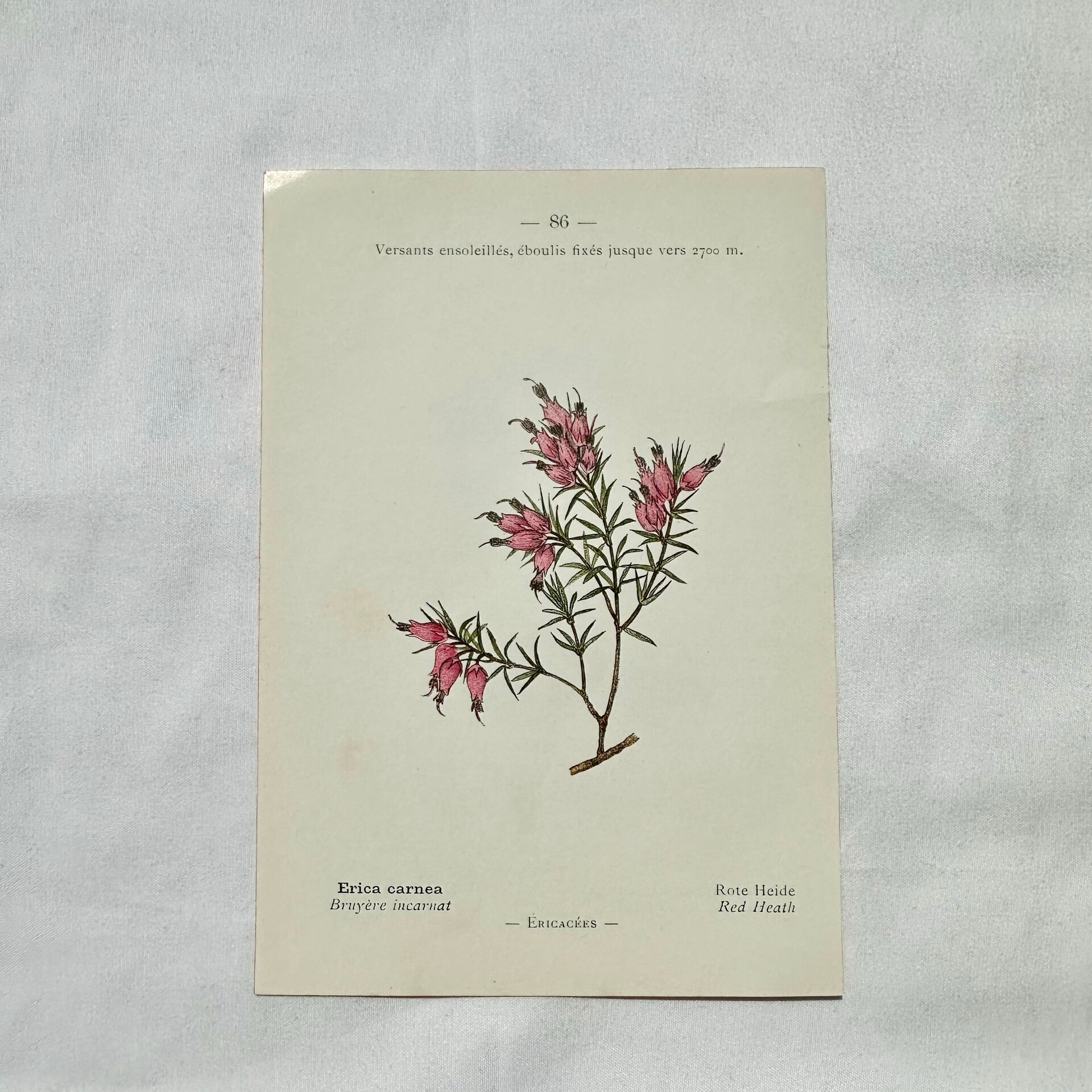 Botanical engraving 1800 France ancient naturalist work double-sided