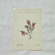 Botanical engraving 1800 France ancient naturalist work double-sided
