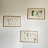 Petites planches botaniques