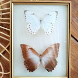 Three vintage butterfly frames