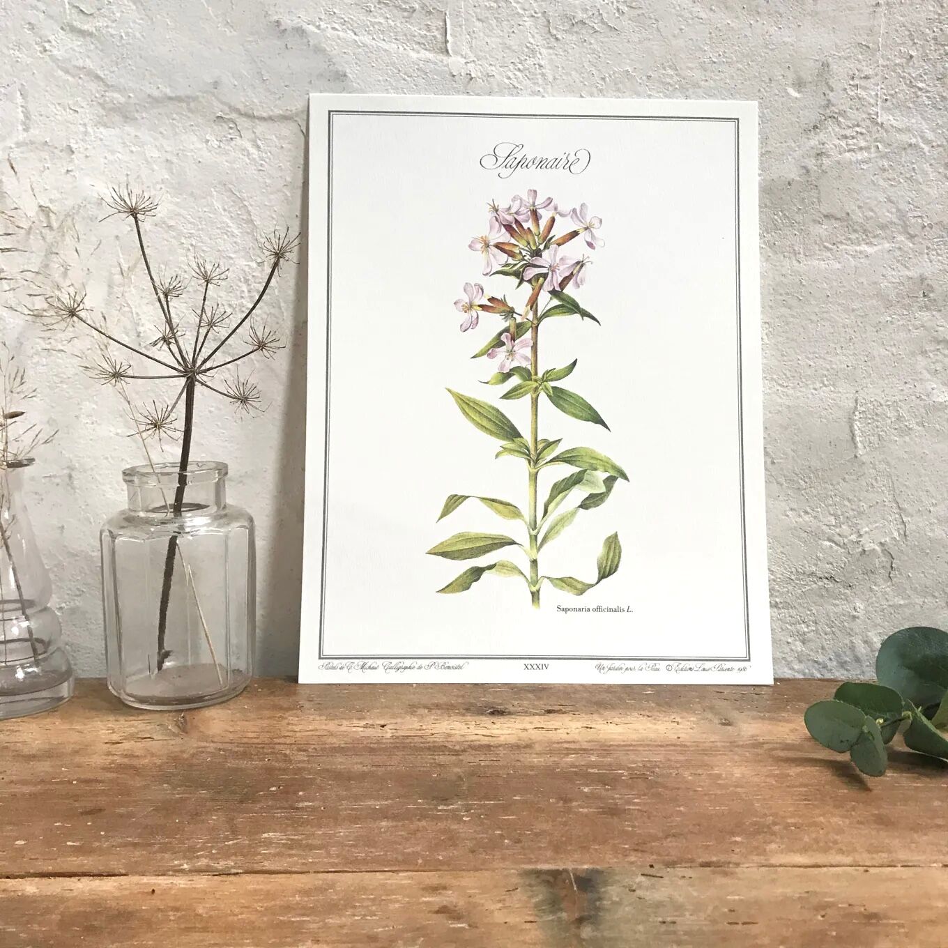 Botanical plate the Saponaire