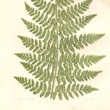 Gravure botanique de 1889 - Fougère dentelle par A. Pratt- ancienne planche