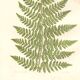 Gravure botanique de 1889 - Fougère dentelle par A. Pratt- ancienne planche