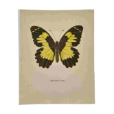 Antique butterfly engraving vintage botanical plate naturalist etching